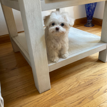 Maltese Being Cute