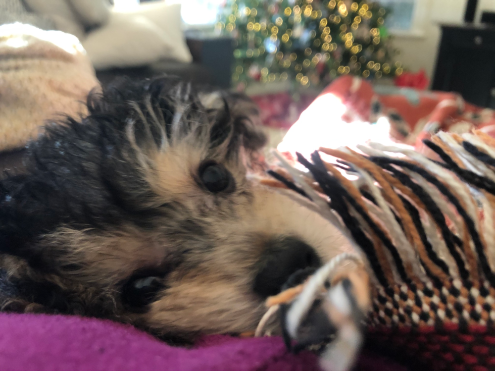 Yorkie Chon Being Cute