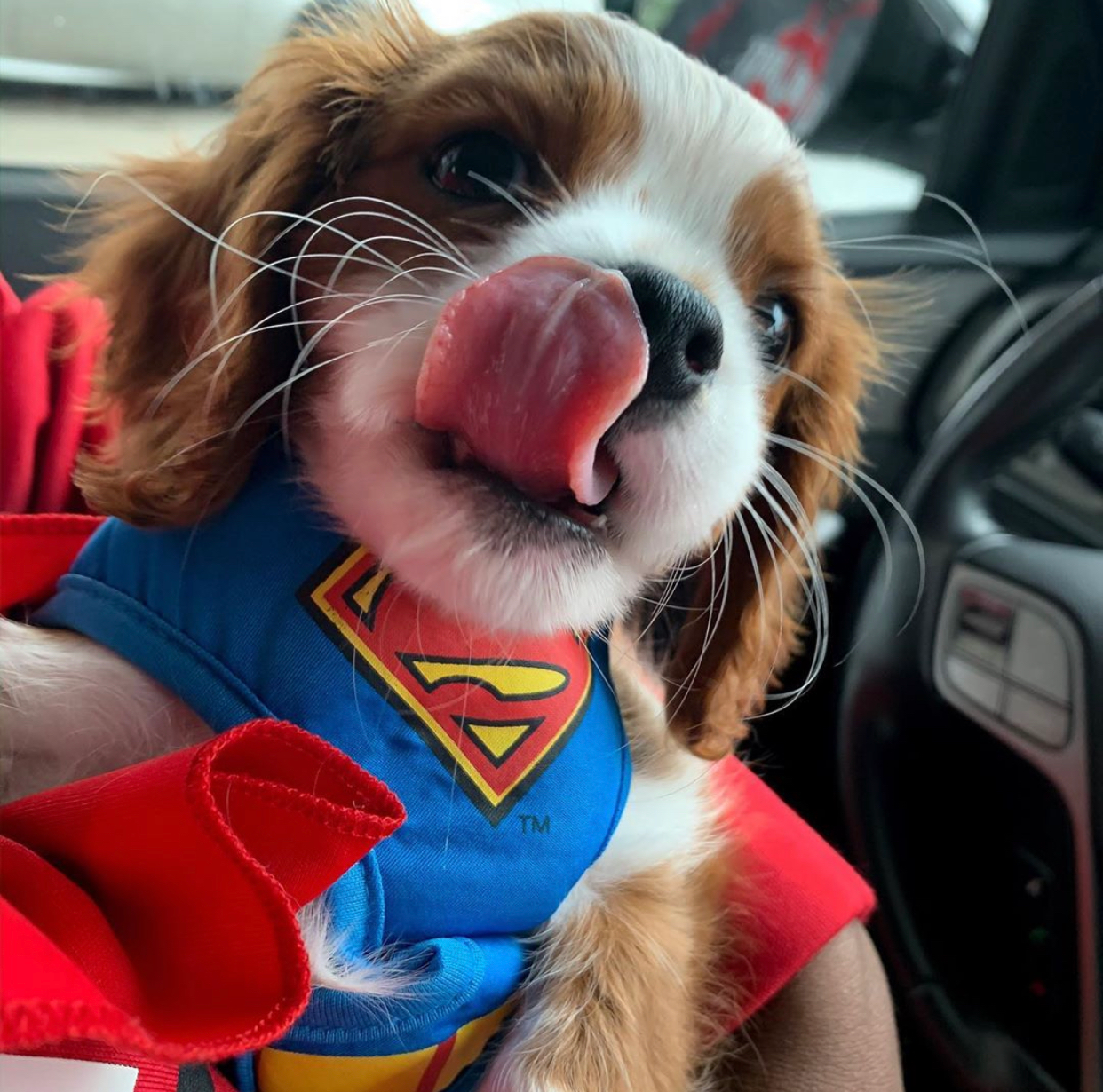 Best Cavalier King Charles Spaniel Baby