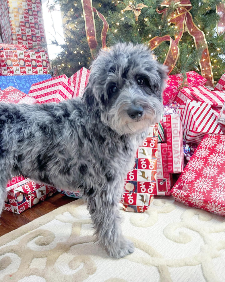 Naperville Mini Aussiedoodle Pup