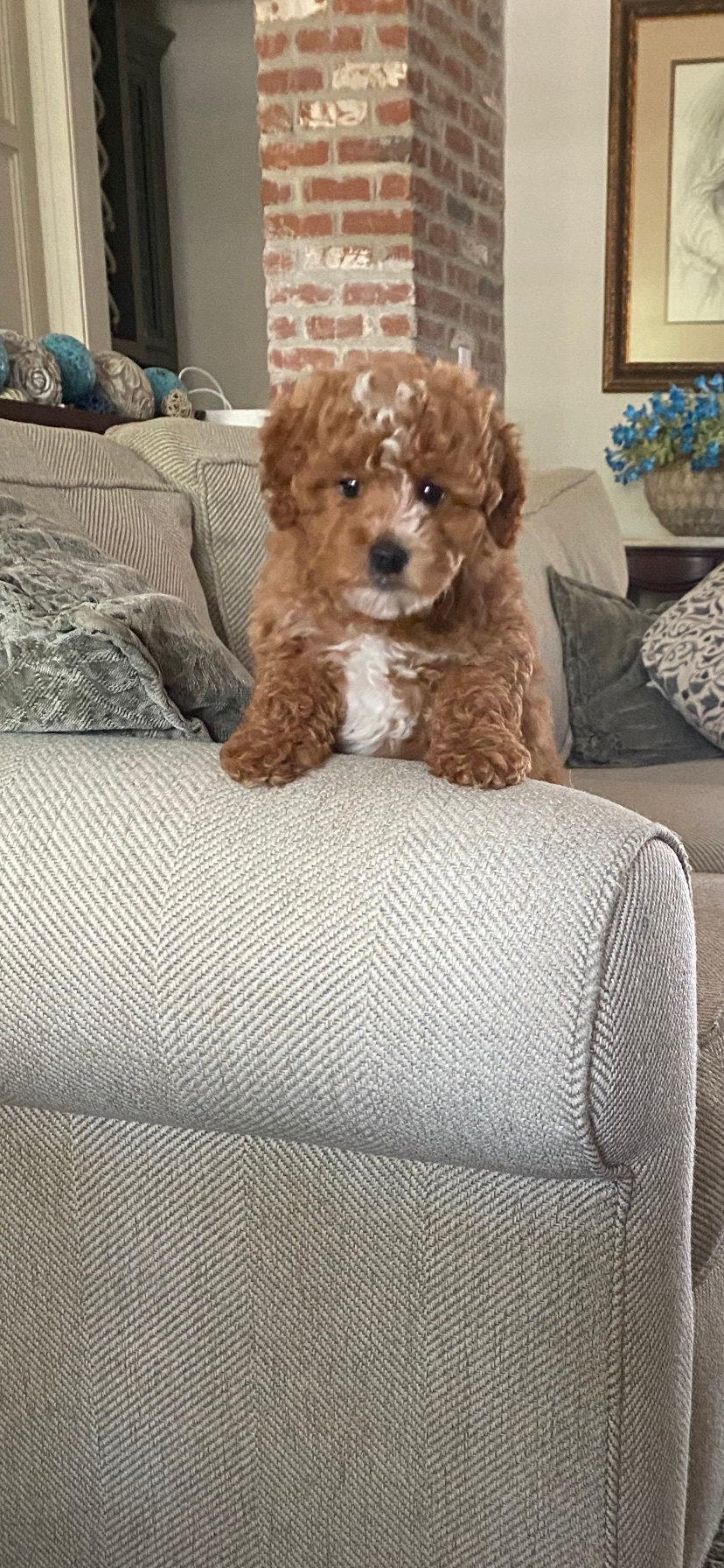 Little Golden Retriever Poodle Mix Puppy