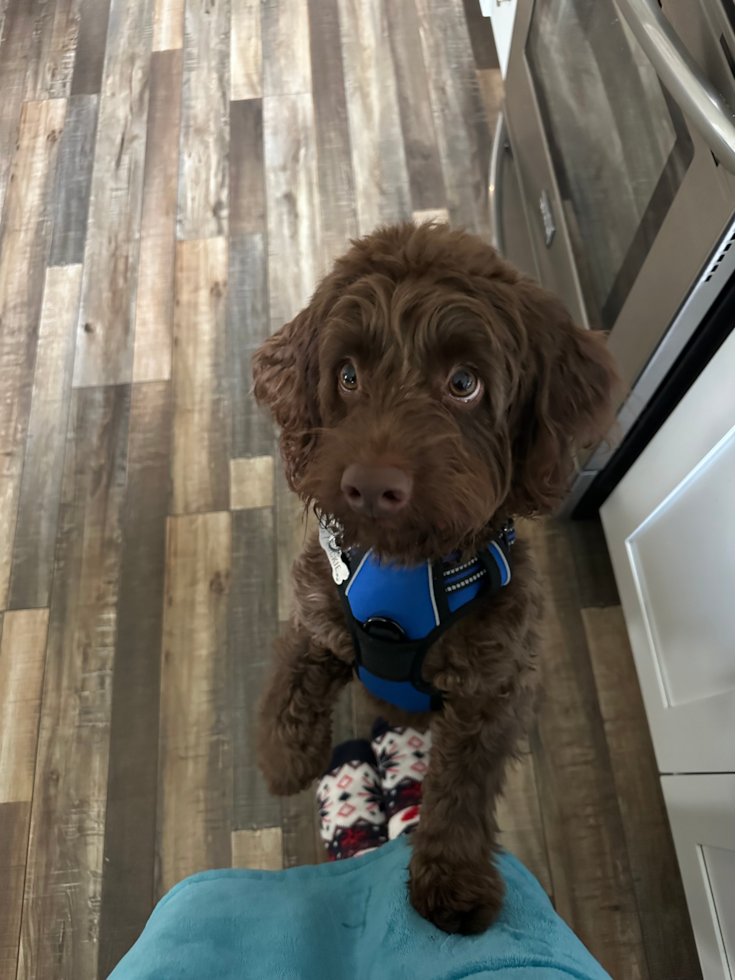 Adorable Cockerpoo Poodle Mix Pup