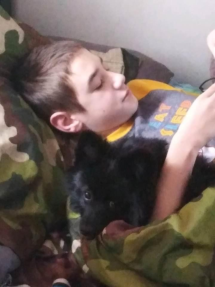 Playful Pomeranian Pup