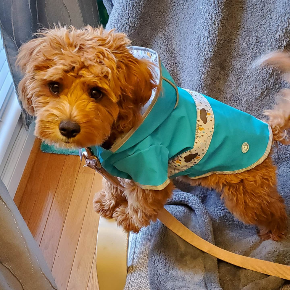 Saint Louis Cavapoo Pup