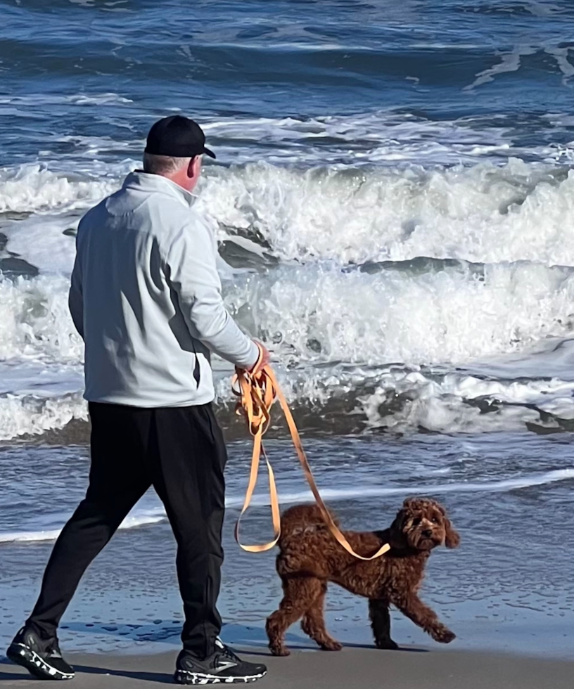 Adorable Golden Retriever Poodle Mix Pup