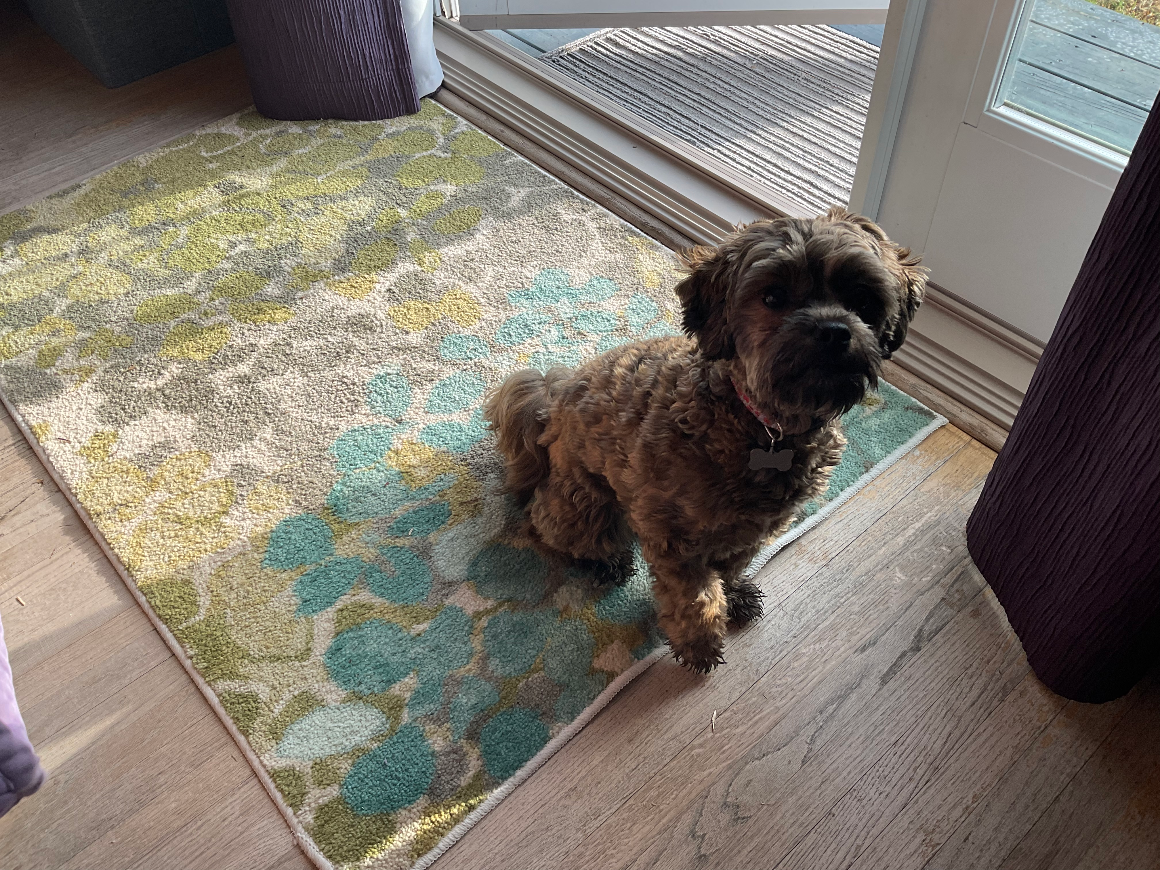 Happy Shih Poo Baby