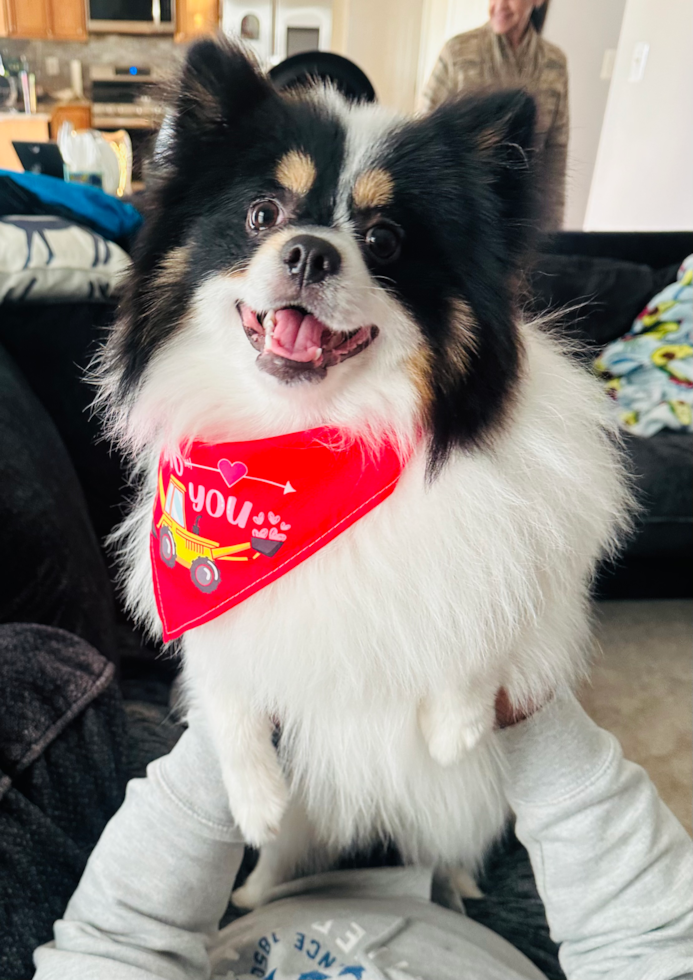 Small Pomeranian Purebred Pup