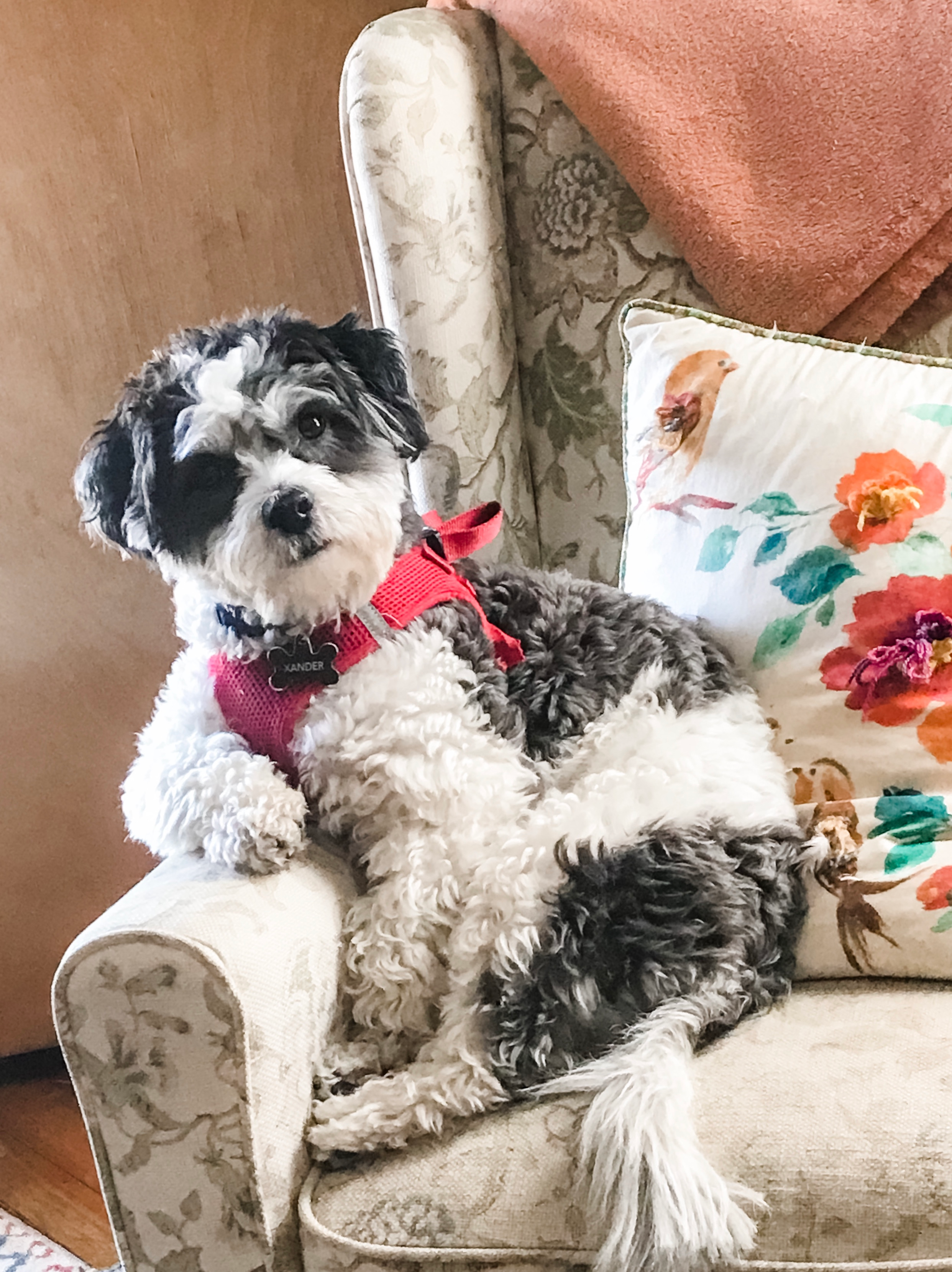 Energetic Shi Chon Designer Puppy