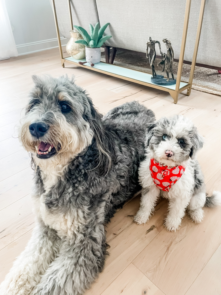 Sweet Mini Sheepadoodle Pup in