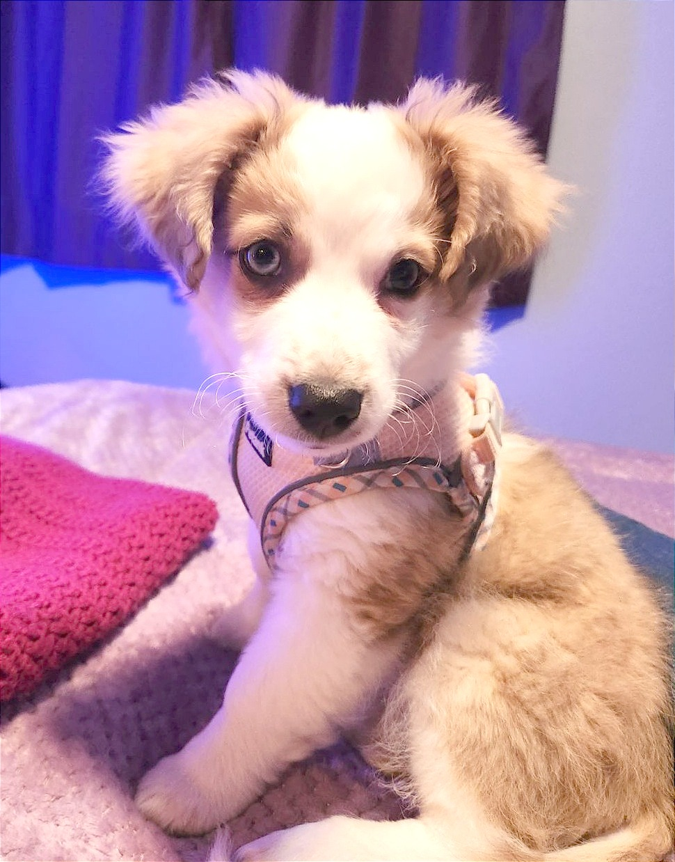 Cute Aussiechon Baby