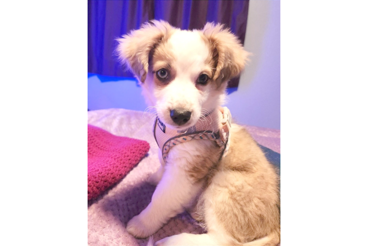 Cute Aussiechon Baby