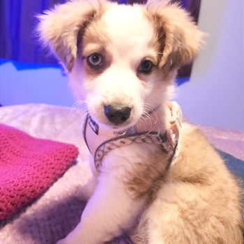 Aussiechon Being Cute