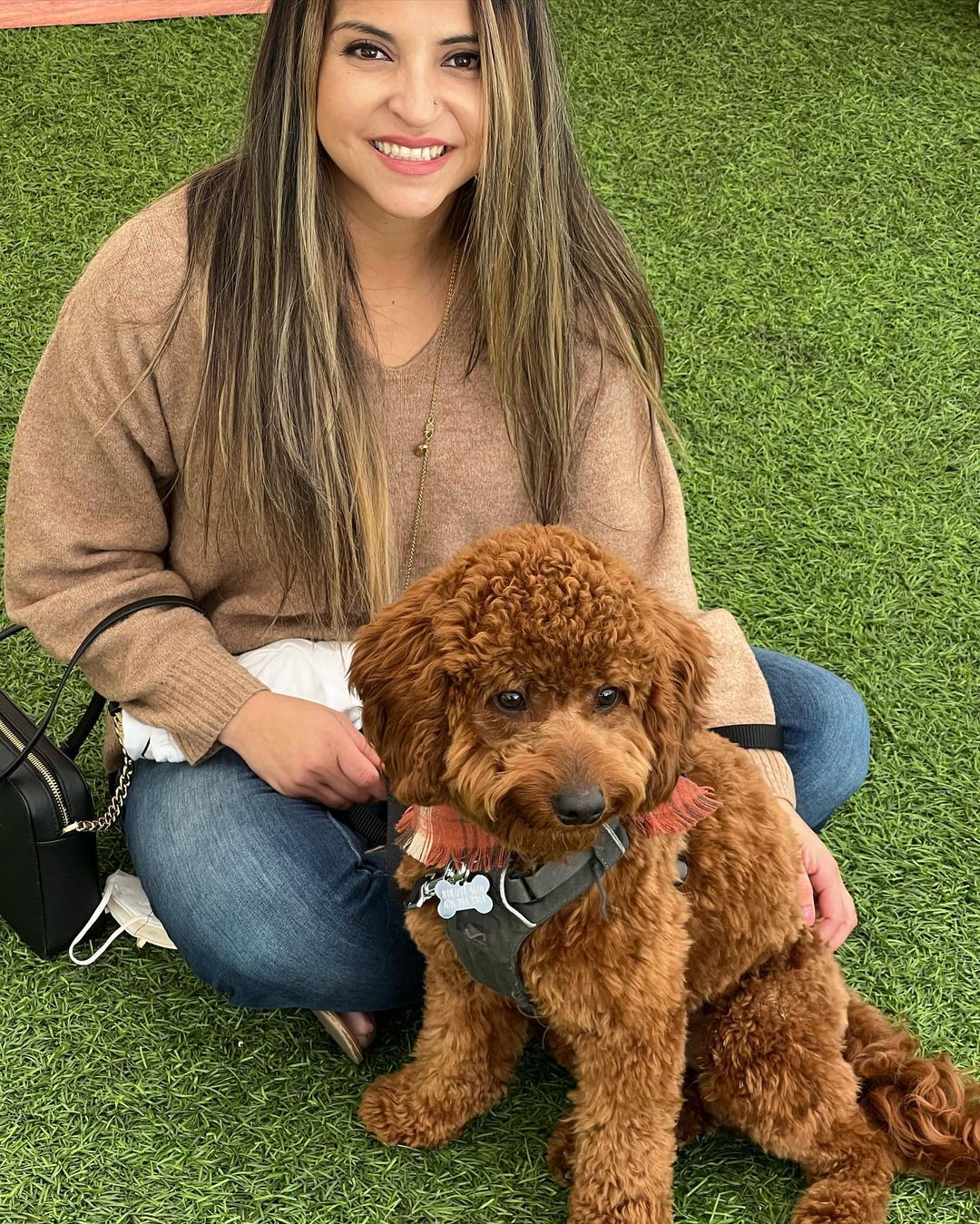 Cockapoo Puppy for Adoption