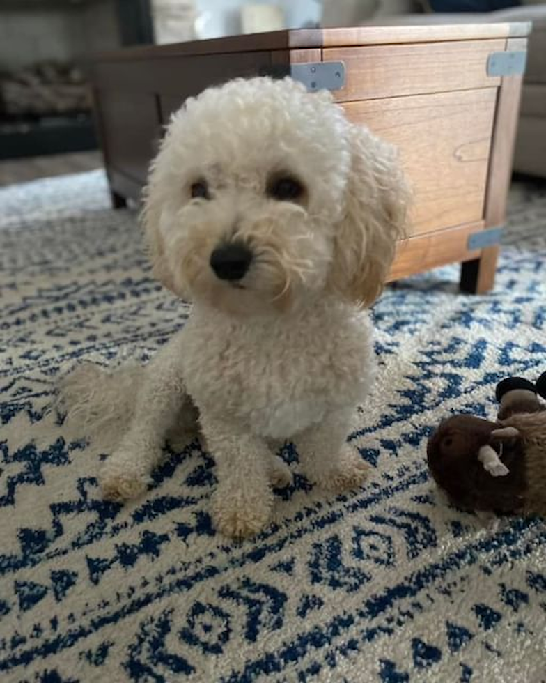 Petite Poochon Poodle Mix Pup