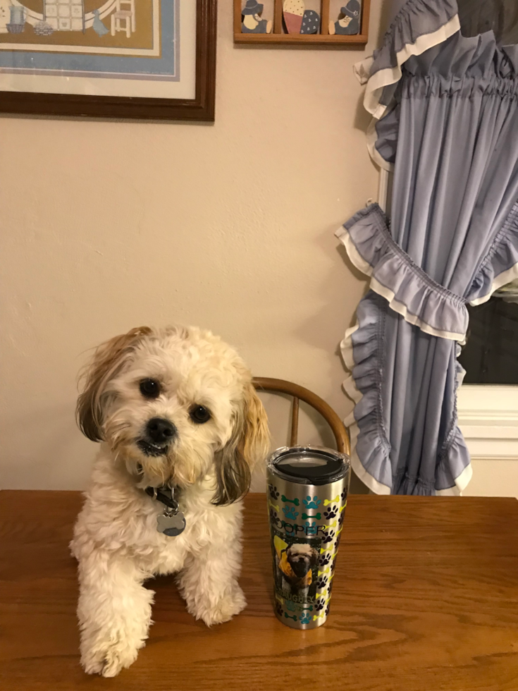 Teddy Bear Being Cute