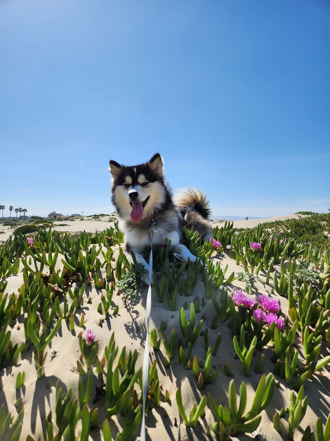 Funny Pomsky Designer Pup