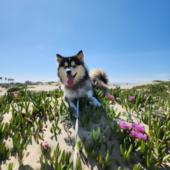 Friendly Pomsky Pup