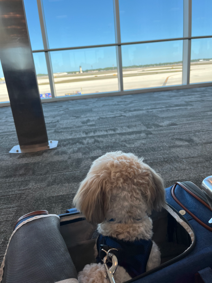 Hypoallergenic Havanese Designer Pup