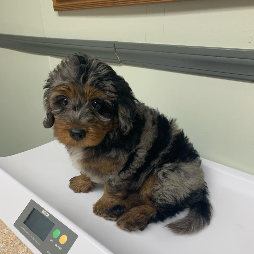 Smart Mini Bernedoodle Poodle Mix Pup