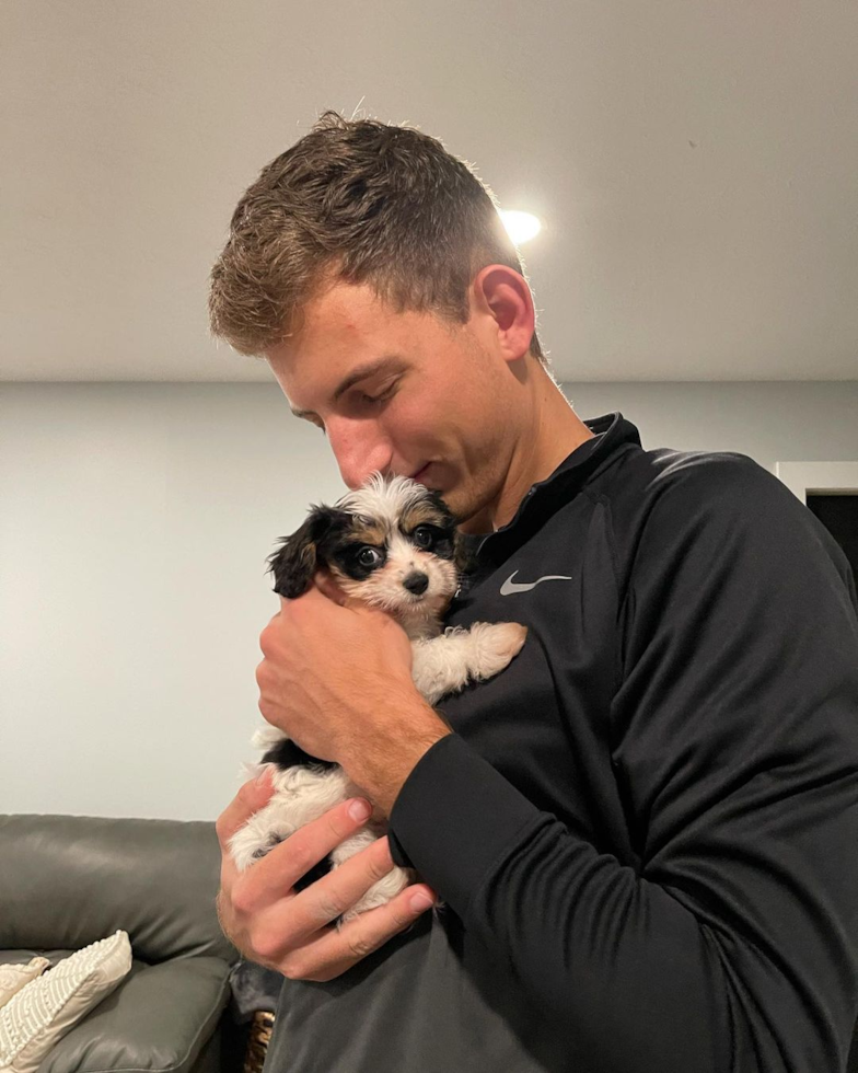 Popular Cavachon Designer Pup