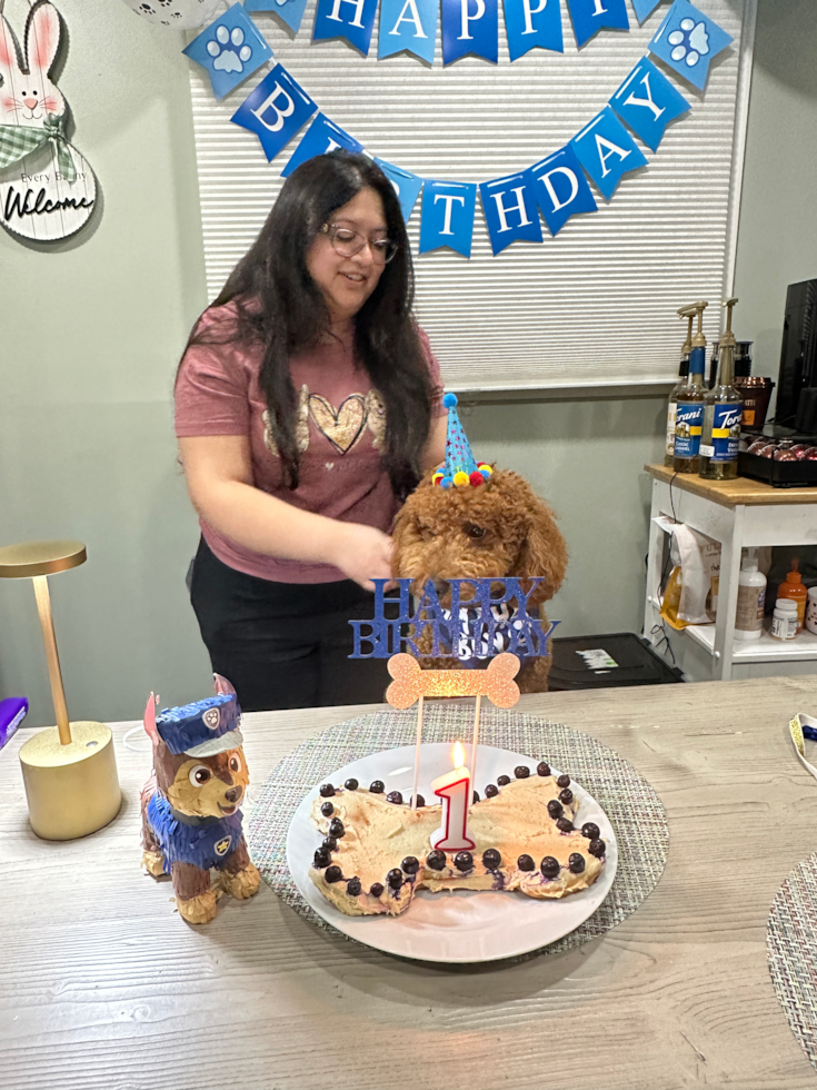 Small Mini Goldendoodle Pup in