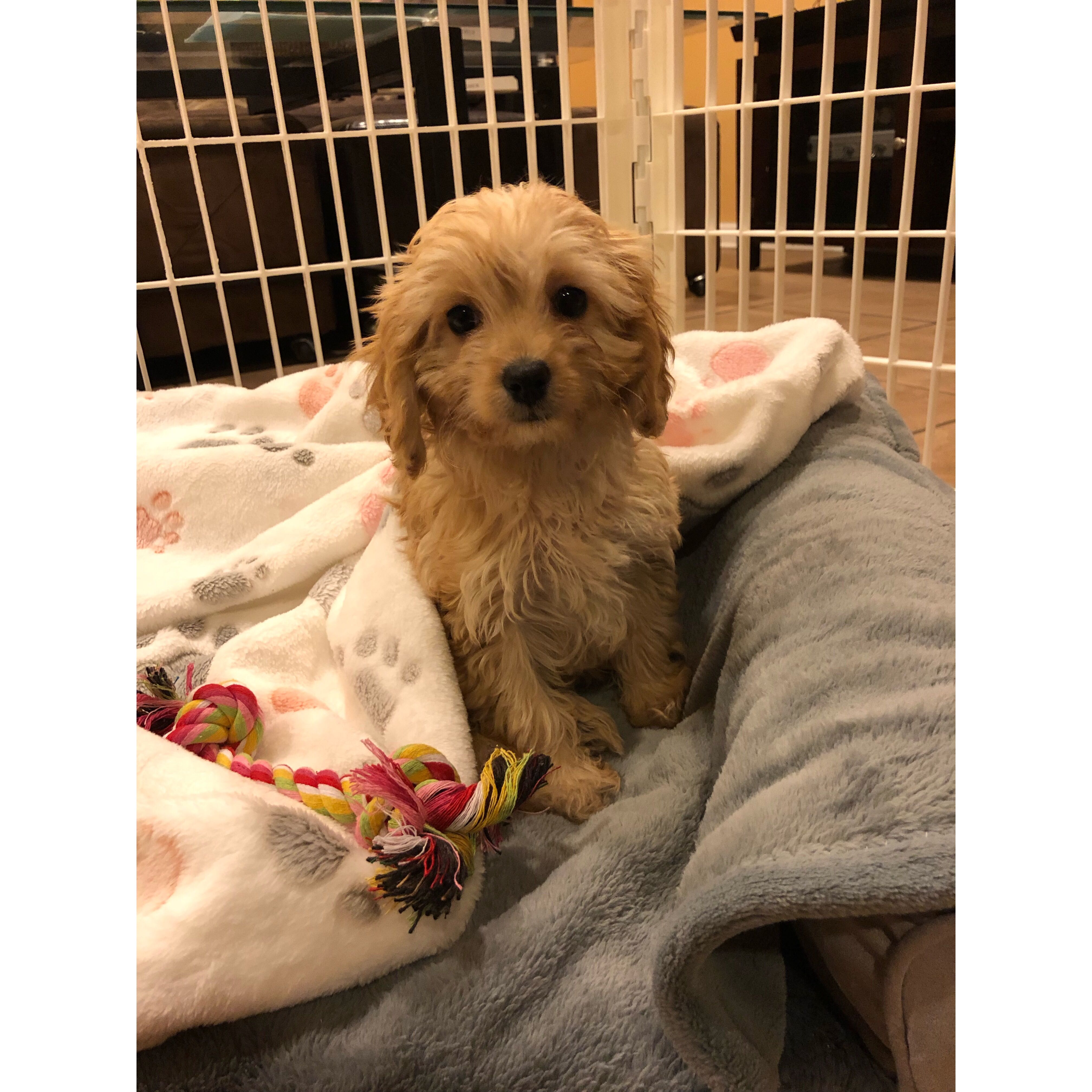 Happy Cavapoo Baby