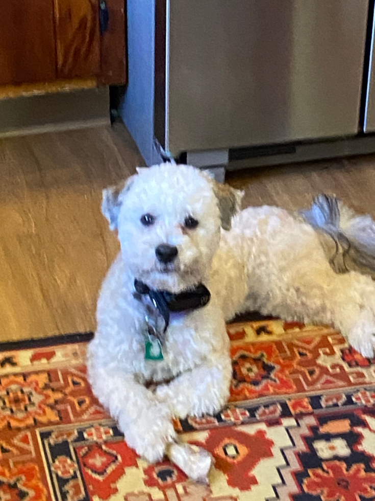 Happy Havanese Purebred Pup