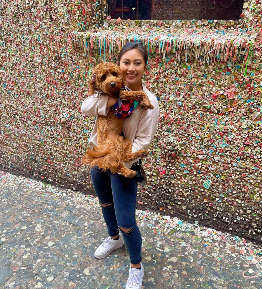 Happy Mini Goldendoodle Pup