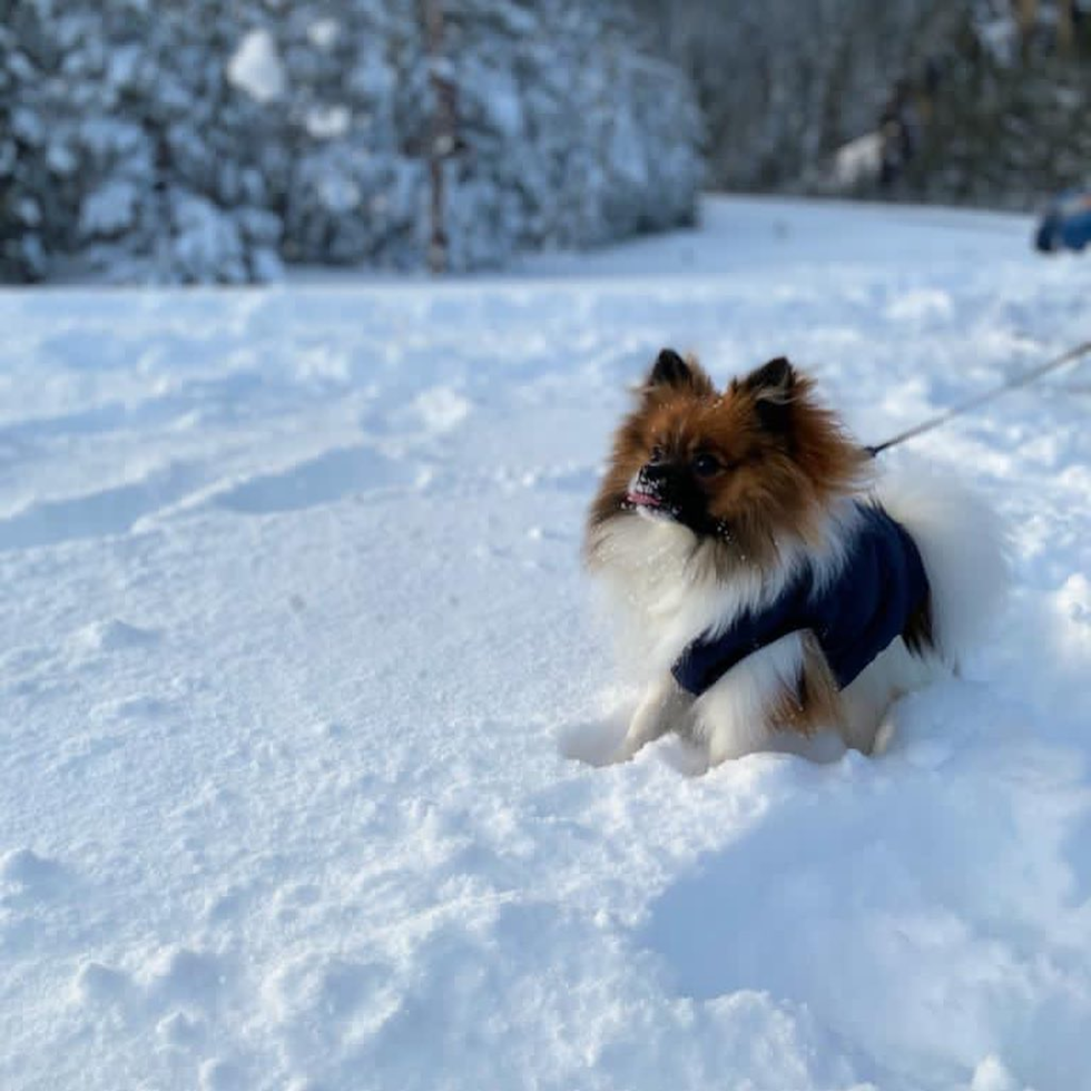 Sweet Pomeranian Pup in Portland OR