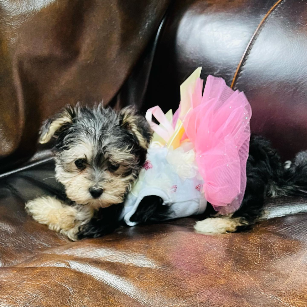 Smart Morkie Designer Pup