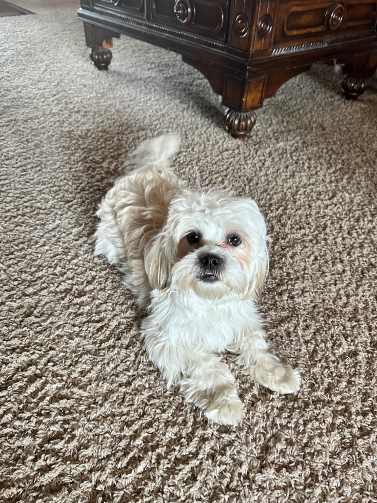 Happy Teddy Bear Pup