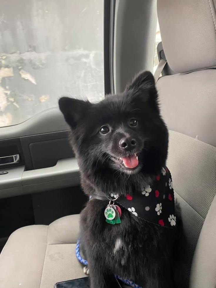 Popular Pomeranian Purebred Pup