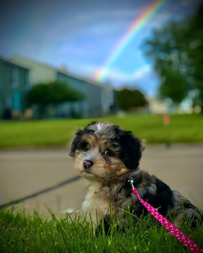 Adorable Australian Designer Pup