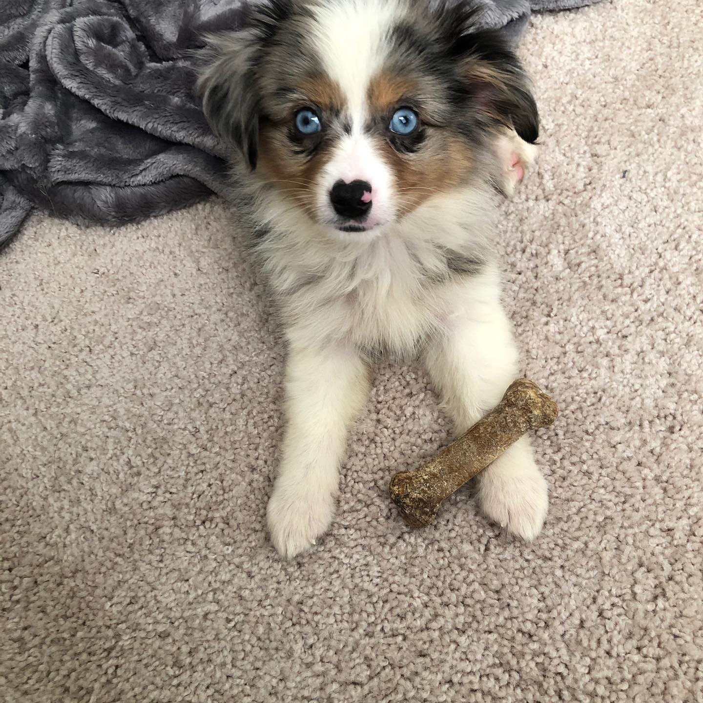 Best Mini Aussie Baby