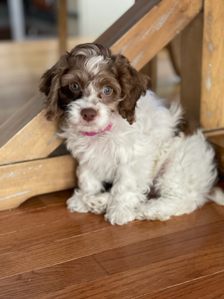 Playful Cockerpoo Poodle Mix Pup