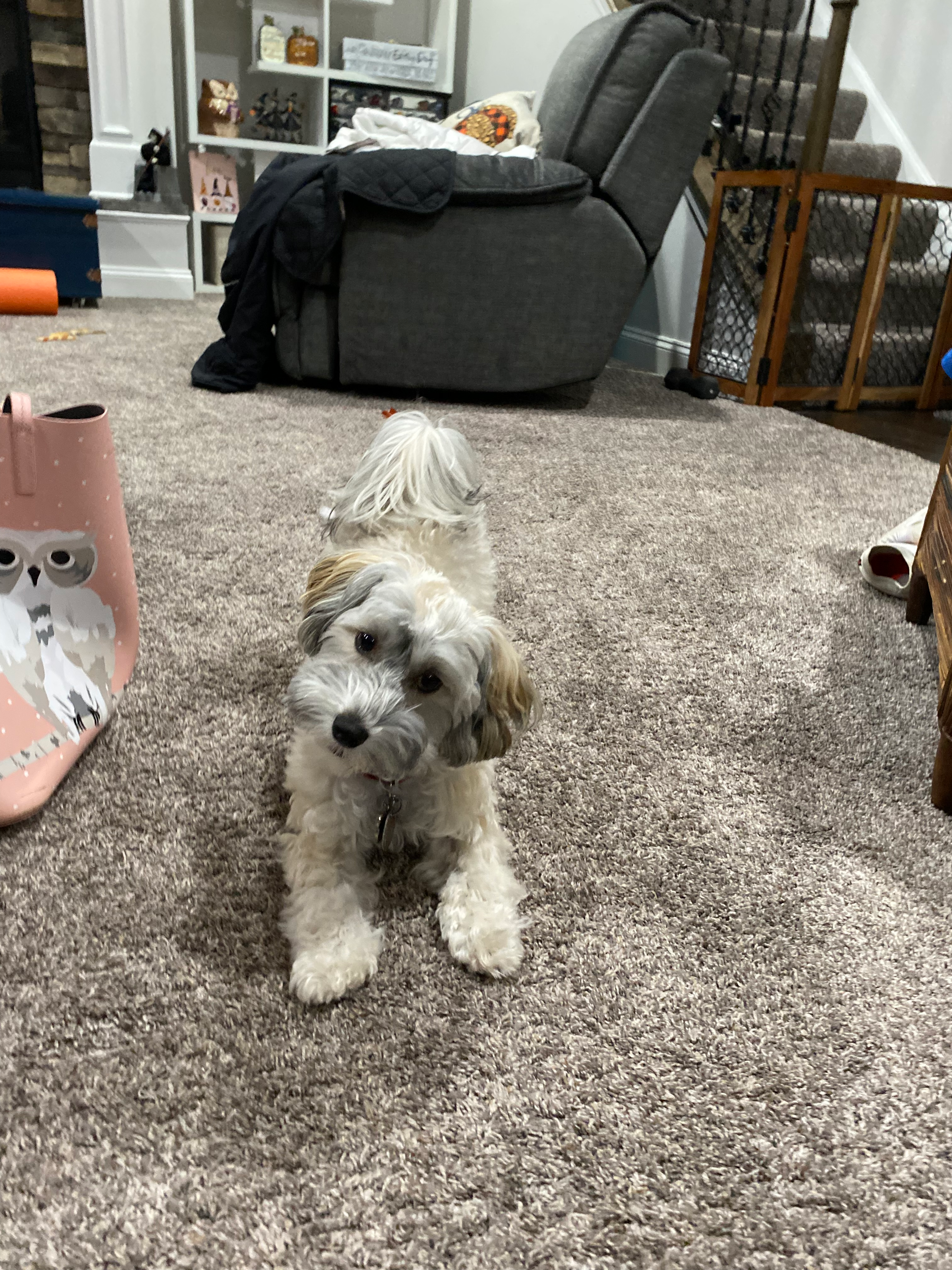 Havapoo Puppy for Adoption