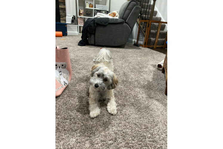 Havapoo Puppy for Adoption