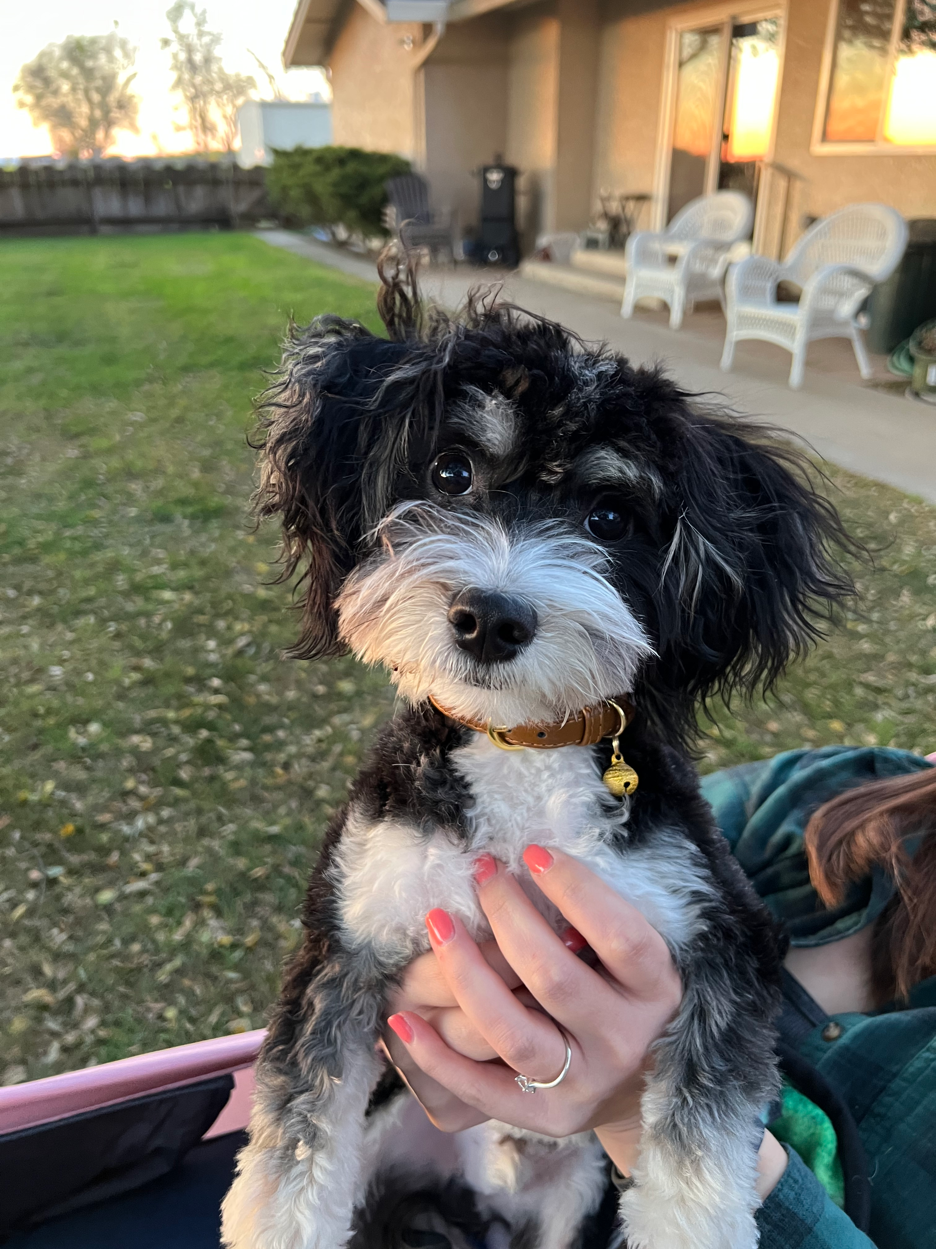 Hypoallergenic Australian Designer Puppy