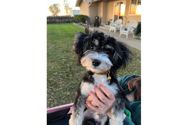 Hypoallergenic Australian Designer Puppy