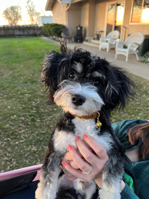 Smart Aussiechon Designer Pup