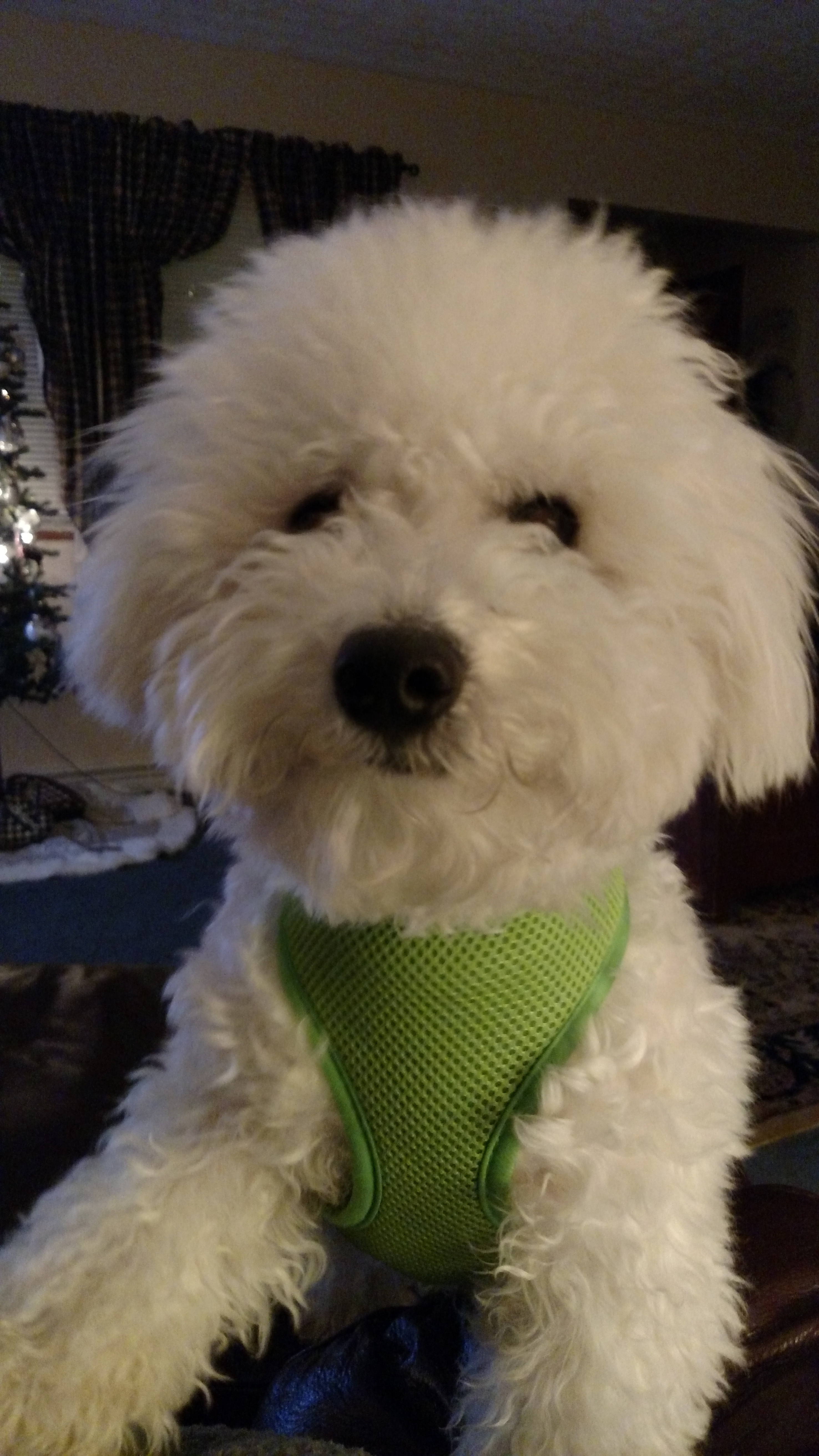 Little Bichon Frise Purebred Pup
