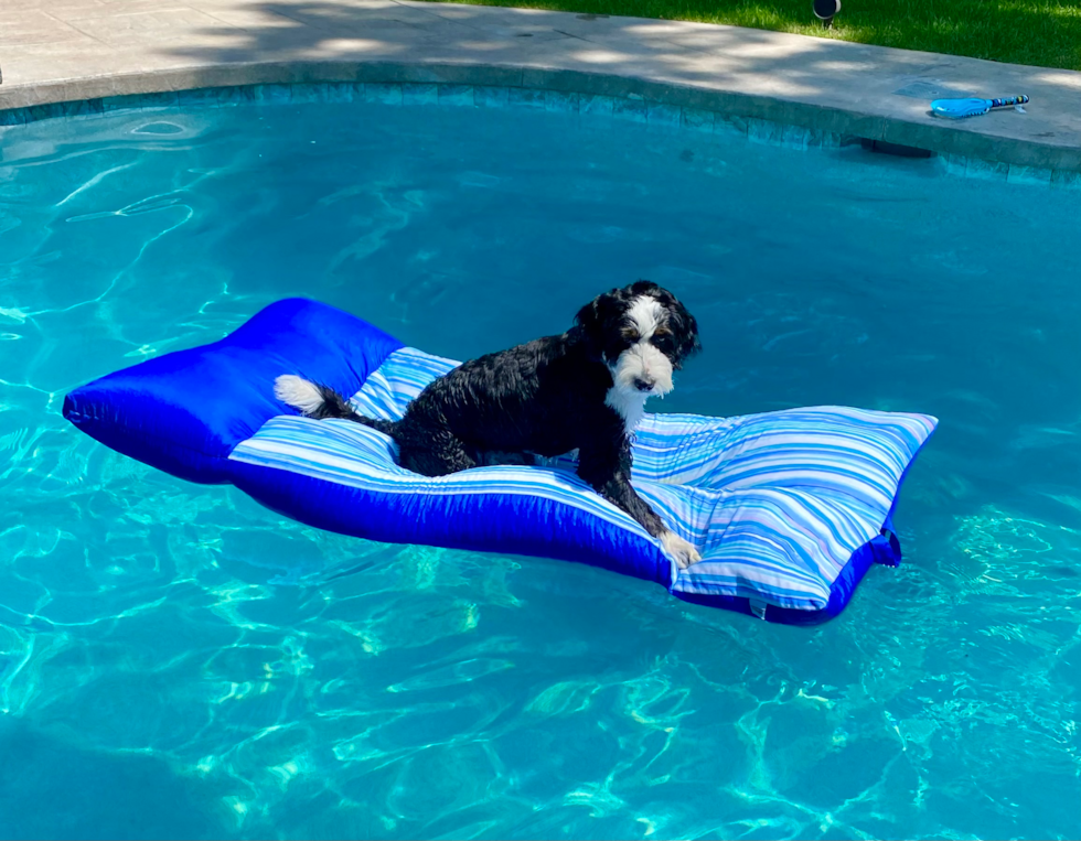 Small Mini Bernedoodle Pup