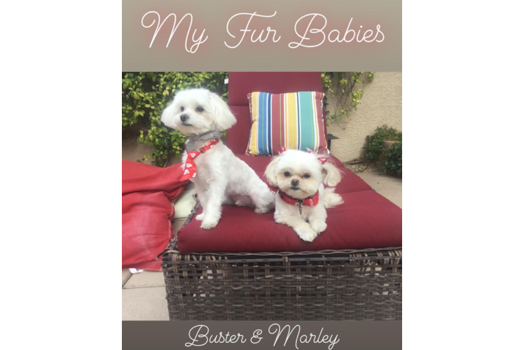 Maltese Puppy for Adoption