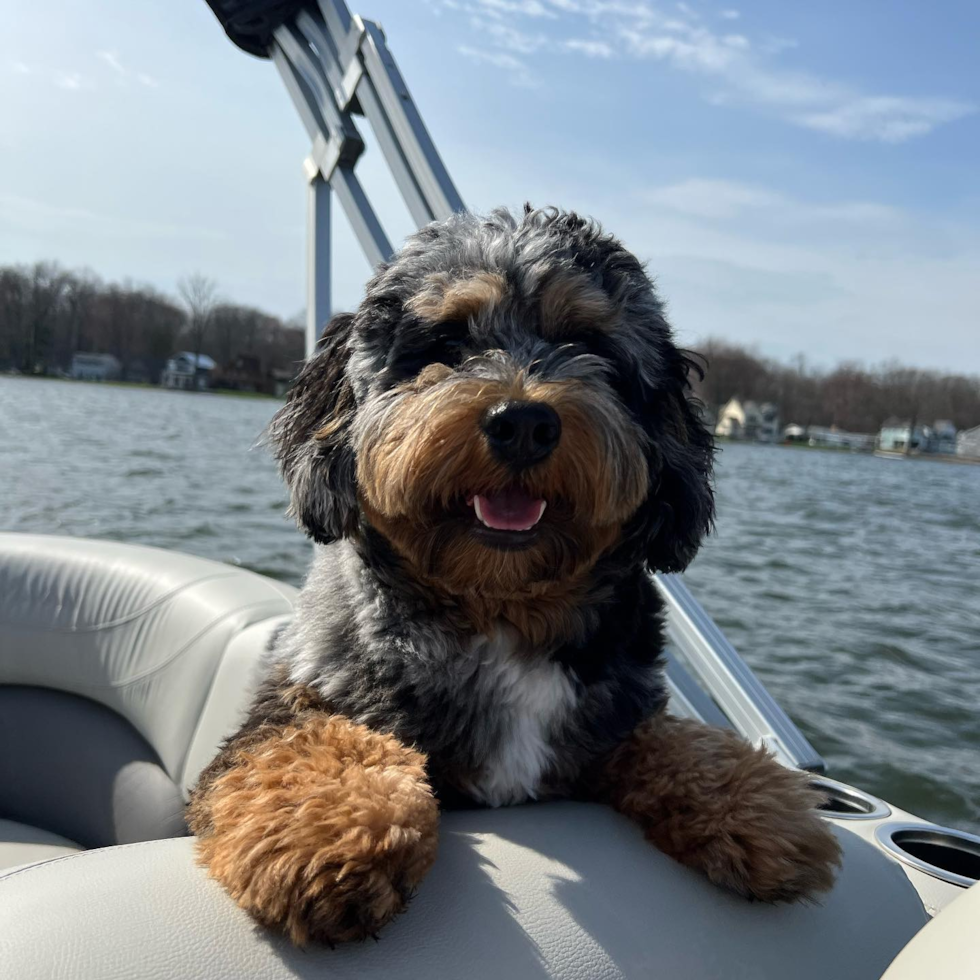 Cute Mini Bernedoodle Pup