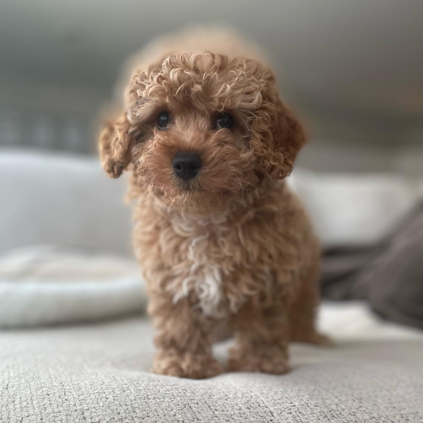 Little Cavoodle Poodle Mix Puppy