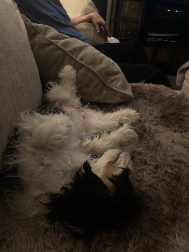 Sweet Cavachon Pup in