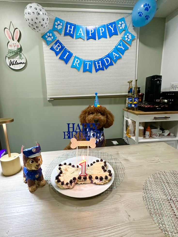 Playful Golden Retriever Poodle Mix Pup