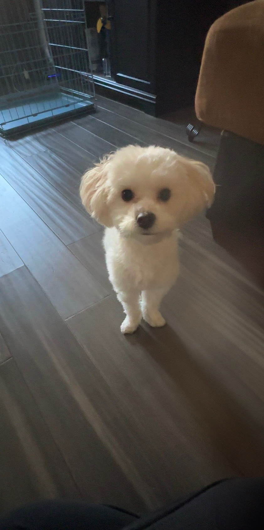 Small Maltipoo Baby