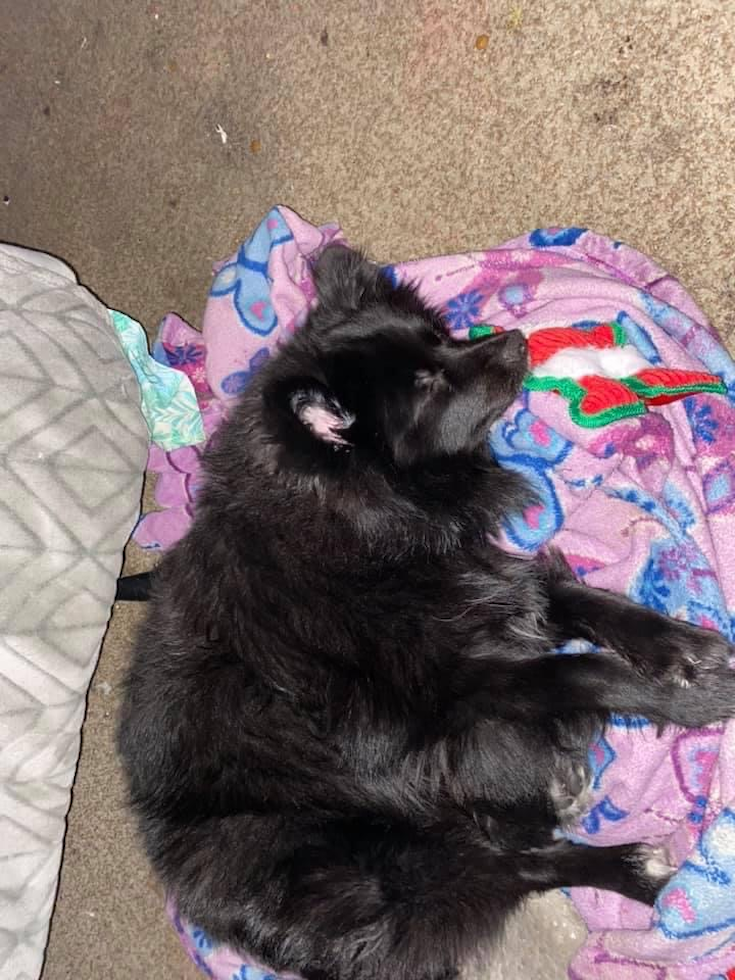 Fluffy Pomeranian Pup in