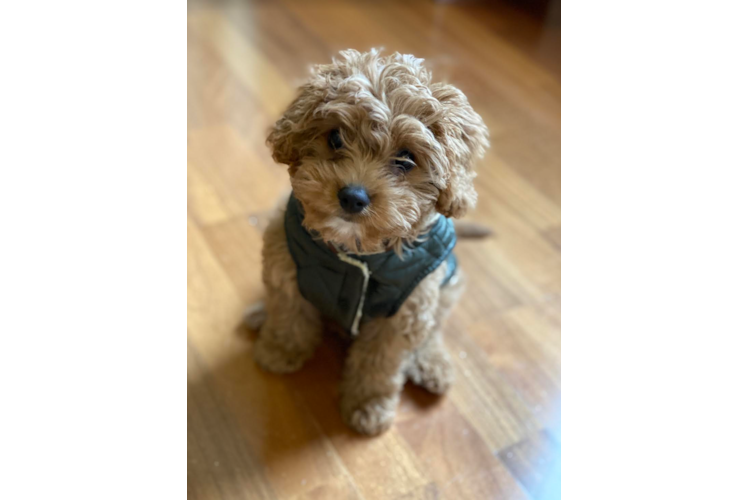 Adorable Cavoodle Poodle Mix Puppy
